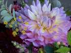 Usa-Washington State-Duvall. Purple Garden dahlia close-up Art Print